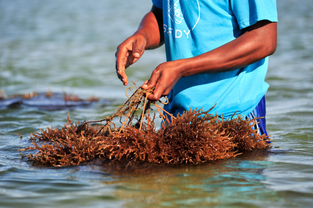 Seaweed farming across the globe