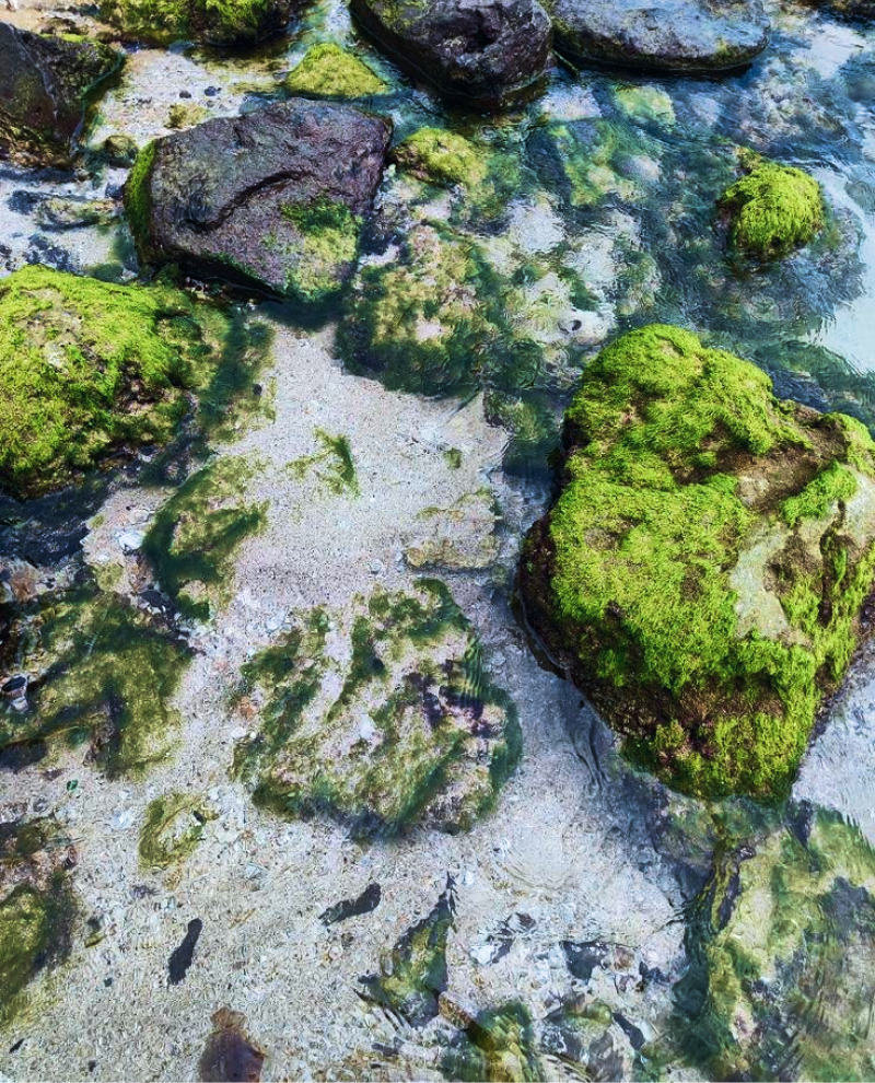 types of seaweed